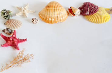 Seashells on white background