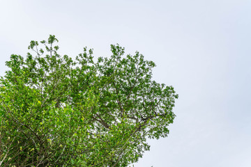 Green branches of tree against the blue sky - copy space for your design