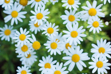 Obraz premium Daisy or chamomiles grass in the nature background.