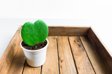 Cactus in heart shape in the wood box