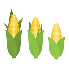 Vector corn in flat style