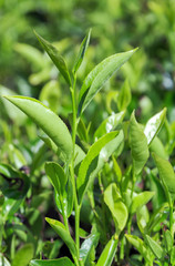 Plantation Fields of Ceylon tea in Sri Lanka