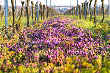 Weinberg Lila Wiesenblumen