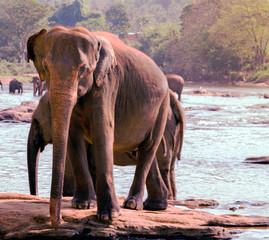 Elephants in Pinnawela Sri Lanka