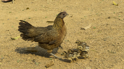 chicken hen and chicks