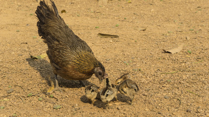 Obraz premium chicken hen and chicks