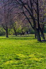 Fototapeta na wymiar girls ride horses in the park