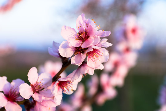  Mandelblütenfest Bilder – Durchsuchen 2,669 Archivfotos, Vektorgrafiken Motiv 
