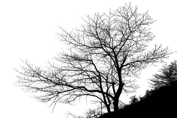 Fototapeta premium Silhouette of tree in autumn
