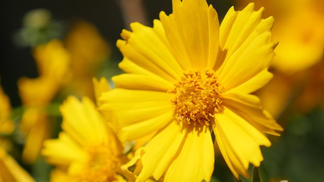 Beautiful Coreopsis auriculata yellow sunflower family flower in the garden 4K 2160p 30fps UltraHD footage - Mouse-ear tickseed known as lobed tickseed plant 4K 3840X2160 UHD video 