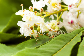 Chestnut flower ,  close-up 