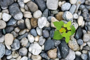 Plant growth from stone or pebbles  background. Tranquil scene for meditation and healthy life. Close up and macro leaves. Top view.