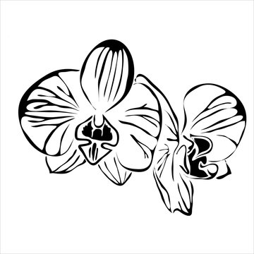 Line Flower Orchid Vector Image. Can Be Use For Logo And Tattoo