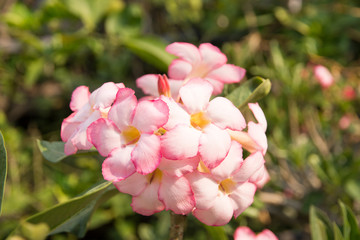 Fototapeta premium flowers