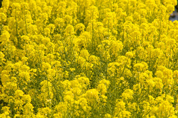 春を感じさせる満開の菜の花