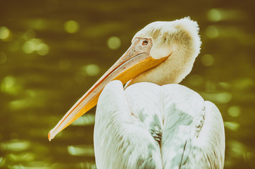 Retro Filter Of Wild Pelican Portrait