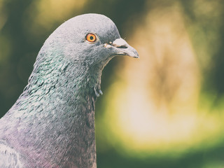 Retro Filter Of Pigeon Portrait
