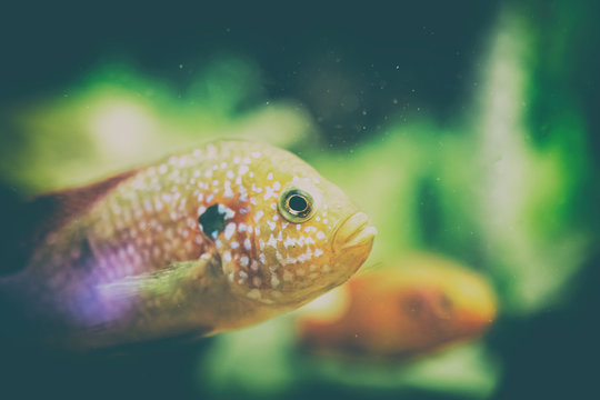 Retro Filter Of Hemichromis Lifalili Fish