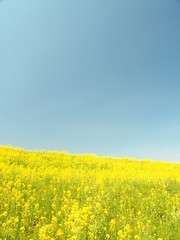Obraz premium 青空と菜の花
