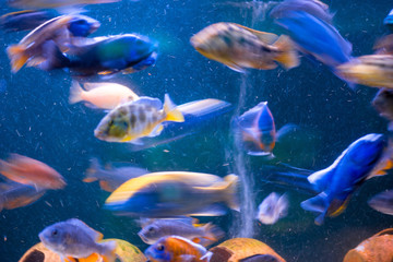 Fototapeta premium moving beautiful exotic fish in the aquarium