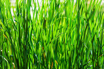 green lush grass in a field close-up