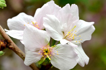 Sakura, the famouse flower of Japan
