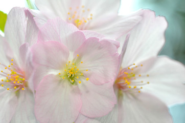 Fototapeta premium Sakura, the famouse flower of Japan