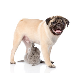 Playful scottish cat with pug puppy. isolated on white backgroun