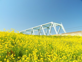 菜の花と鉄橋風景