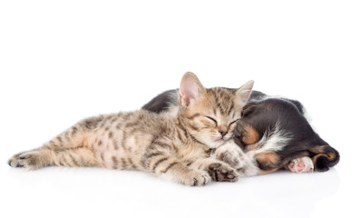 kitten and basset hound puppy sleeping together. isolated on whi
