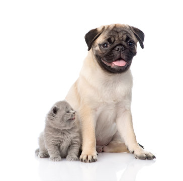 Funny pug puppy sitting with tiny scottish cat together. isolate