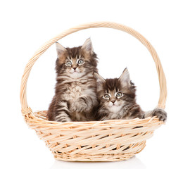 Fototapeta na wymiar two small maine coon cats sitting in basket. isolated on white b