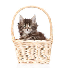 Fototapeta na wymiar small maine coon cat sitting in basket. isolated on white backgr
