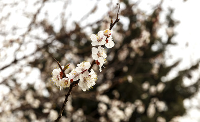 Blooming tree buds in the forest