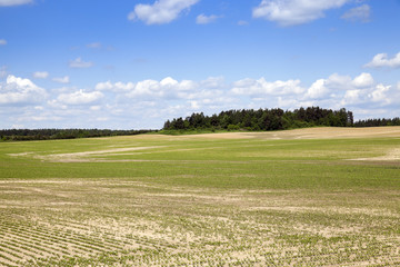 field with beetroot  