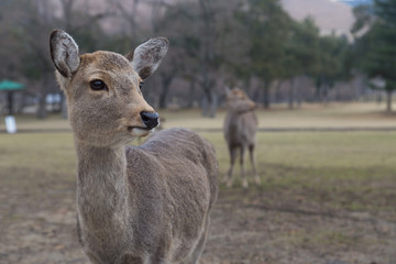 Deer in Nara Park, Japan