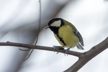 Titmouse on a tree