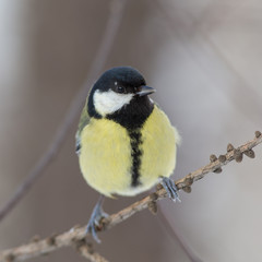 Titmouse on a tree branch
