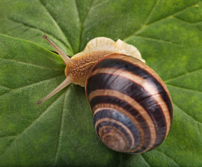 Bright cute snail