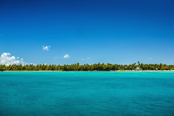 Palm trees on the tropical beach