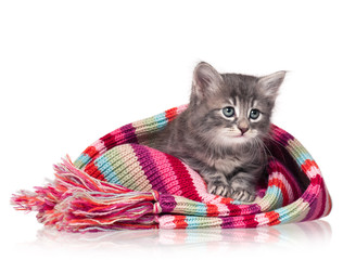 Cute little kitten