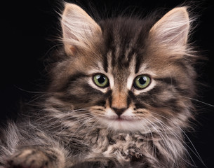 Cute siberian kitten