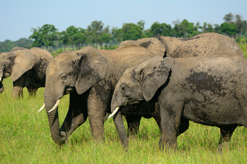 African elephants, Maasai Mara Game Reserve,Kenya