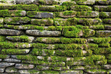 Green moss on old stone wall