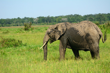 Obraz na płótnie Canvas African elephant, Maasai Mara Game Reserve,Kenya