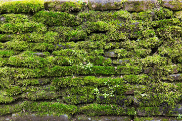 Green moss on old stone wall
