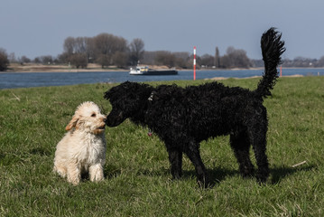 Hundefreundschaft
