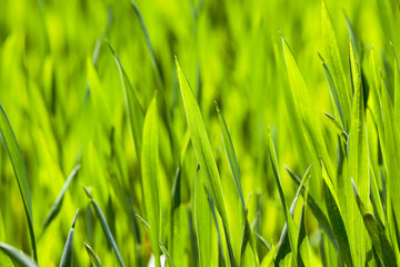 cultivation of cereals. Spring  