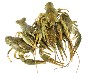 Living  two Crayfish closeup on white background