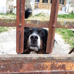 Berner Sennenhund
